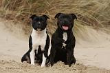 STAFFIE 280